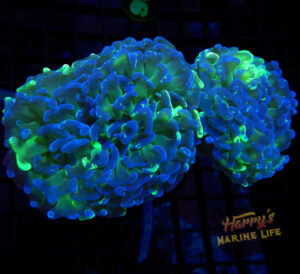 Glowing Core Hammer 111