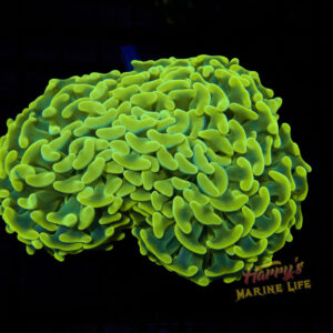 Ultra Wall Hammer 455