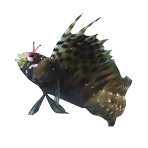 Gulf Signal Blenny Male (Expert Only)