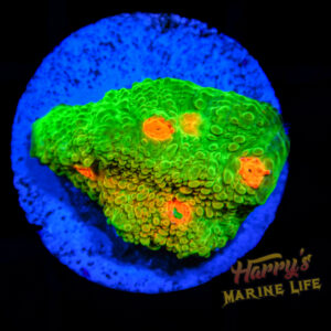 Mummy Eye Chalice 548