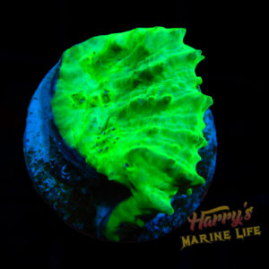 Green Slime Chalice 284