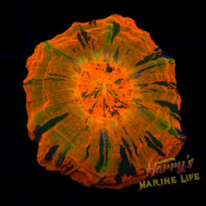 WarPaint Baby AQ Scoly (Australian) 027