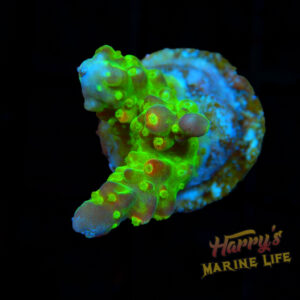 Green Acropora Frag 589