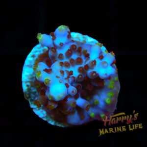 Blue Acropora Frag 698