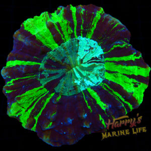 Master Striped Acanthophyllia 343
